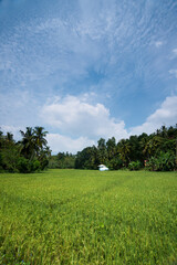 panorama sur champ de riz vert avec ciel bleu