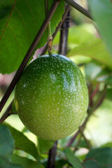 Unripe tropical Passion Fruit on the stem uncropped.