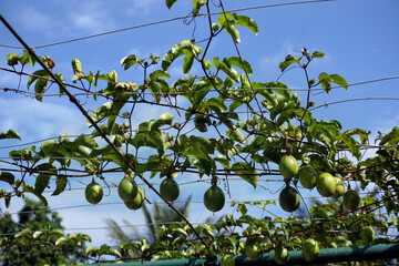 Markisa, tergolong ke dalam tanaman genus Passiflora, berasal dari daerah tropis dan sub tropis di Amerika. Buah ini berbentuk bulat dan mempunyai biji berselaput kuning