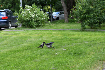 parent gate feeds and teaches a lesson to a young bird
