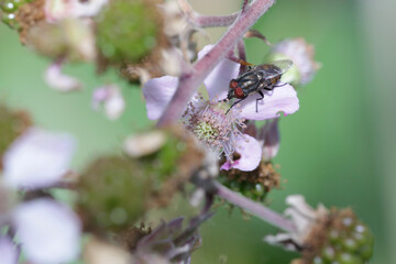 macro of fly that feeds on the pistil