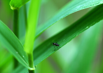 forest flies sits on plant branches in vivo