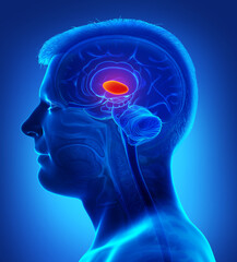 3d rendered medically accurate illustration of a male  brain anatomy- the thalamus