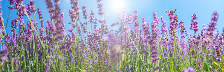 Lavender flower close up in the garden