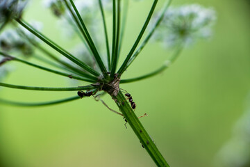 macro photo of insects on a green background in vivo