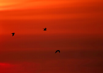 Naklejka na ściany i meble Black-headed gulls flying in the reddish hue at Asker coast, Bahrain