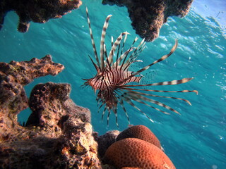 Lion Fish in the Red Sea.
