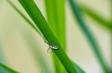 macro photo of insects on a green background in vivo