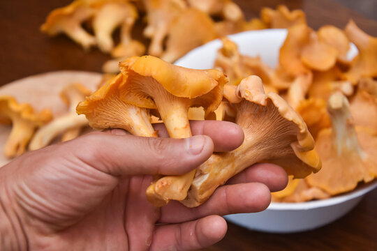 Man holding raw chanterelles. Fresh picked chanterelle mushroom ready for cooking