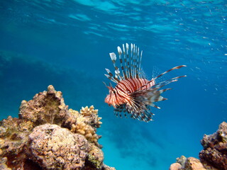 Fototapeta na wymiar Lion Fish in the Red Sea.