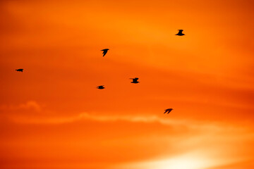 Black-headed gulls flying in the morning, Bahrain