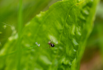 macro photo of insects on a green background in vivo