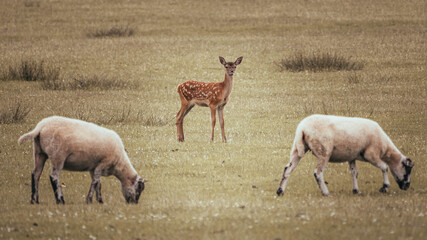 Naklejka na ściany i meble A deer fawn looking at the camera whilst a grazing sheep bends space time.