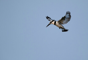 Pied Kingfisher hovering, Bahrain