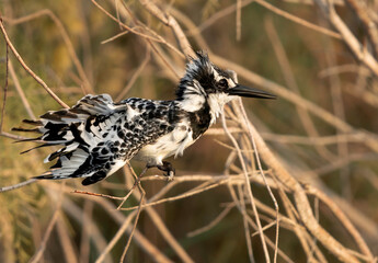 Pied Kingfisher shaking its wings, Bahrain
