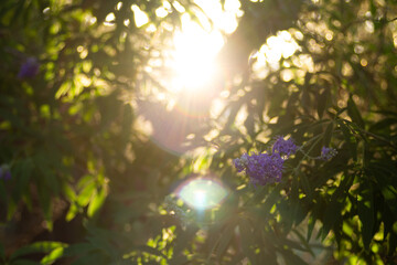 Fototapeta premium Purple flowers on a tree at the end of branches in a summer park