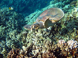 Obraz na płótnie Canvas Sea turtles. Great Reef Turtle Bissa.