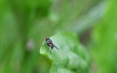 forest flies sits on plant branches in vivo