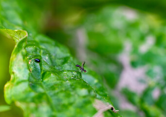 forest flies sits on plant branches in vivo
