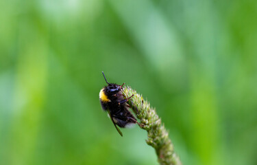 Naklejka premium forest black bumblebee on a flower collects nectar