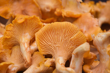 Chanterelle mushrooms, Raw wild chanterelles mushroom ready for cooking. Food background with...