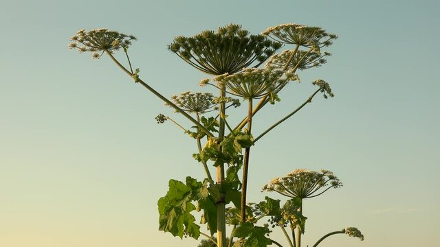 Giant hogweed (Heracleum) white Inflorescences.