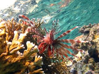 Lion Fish in the Red Sea.