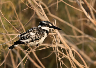 Pied Kingfisher at Asker marsh, Bahrain