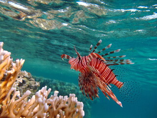 Lion Fish in the Red Sea.
