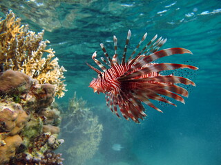 Naklejka na ściany i meble Lion Fish in the Red Sea. 