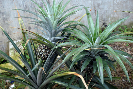 pineapples uncropped, unharvested, unrippen.