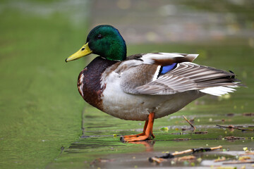 Obraz premium beautiful bird in the forest in natural conditions