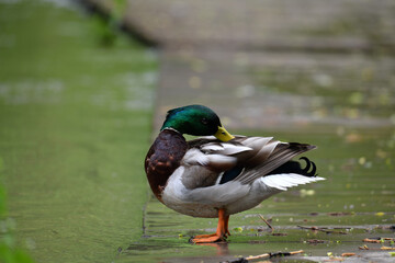 beautiful bird in the forest in natural conditions