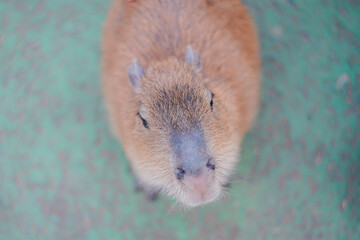 正面からみるカピバラ