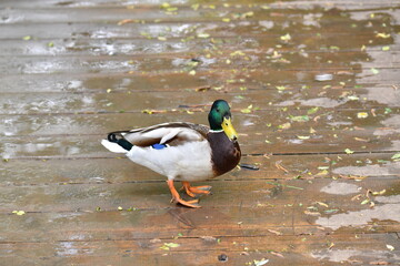 beautiful bird in the forest in natural conditions