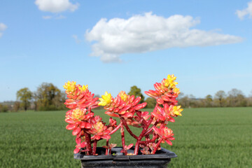 Sedums rouges