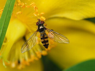 Schwebfliege mit spiegelndem Rücken auf einer gelben Blüte