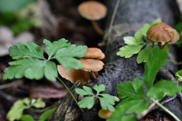 brown mushrooms on a tree trunk