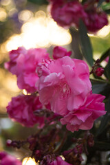 Pink flowers on oleander bushes in a summer park