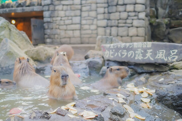 温泉に浸かるカピバラ