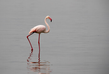 Greater Flamingo at Eker creek in the evening, Bahrain