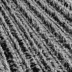 backgroound of vineyards