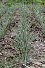 Pineapple plantation in Blitar, Indonesia