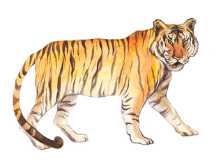 Tiger painted in watercolor on a white background