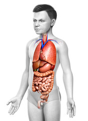 3d rendered medically accurate illustration of young boy Internal organs
