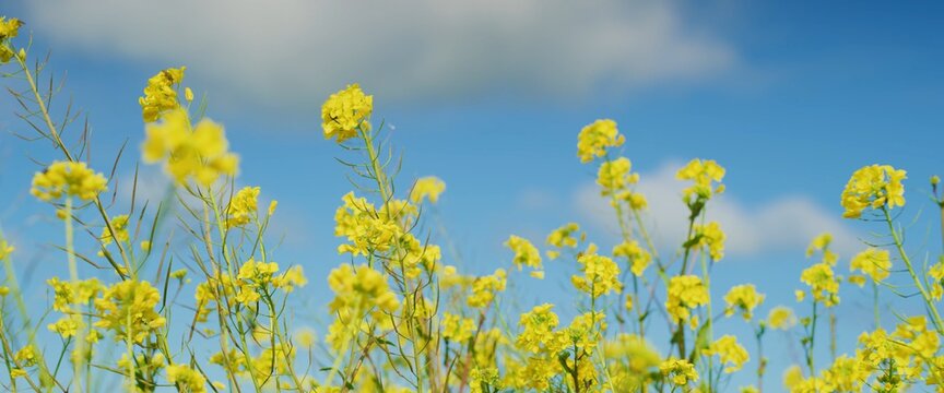 yellow flowers in the field