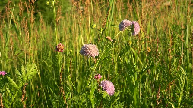 Fowers of the Field Scabious (Knautia arvensis).