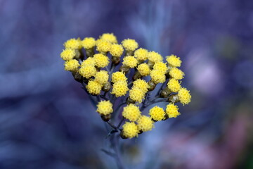 Kleine gelbe Currykraut-Blüten