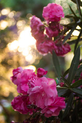 Pink flowers on oleander bushes in a summer park