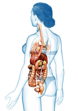 3d rendered medically accurate illustration of Female Digestive System  and heart
